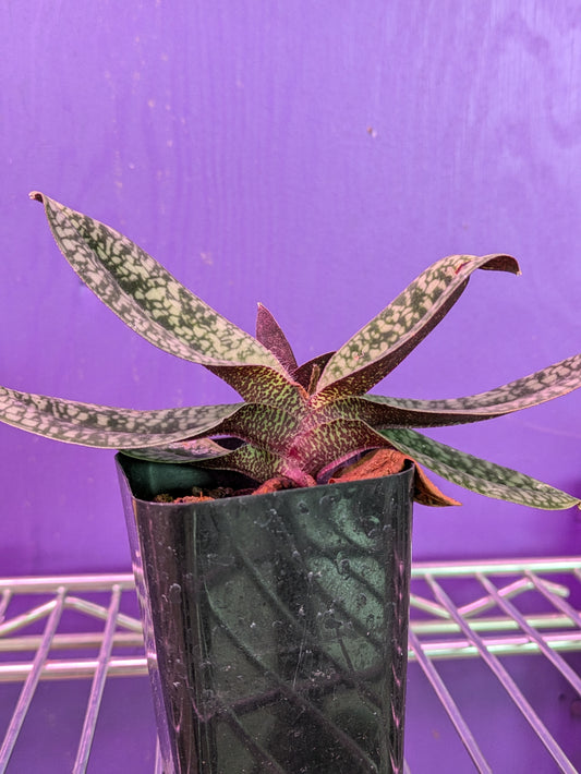 Paphiopedilum Delantii ('World Globe' x 'Nakato International')