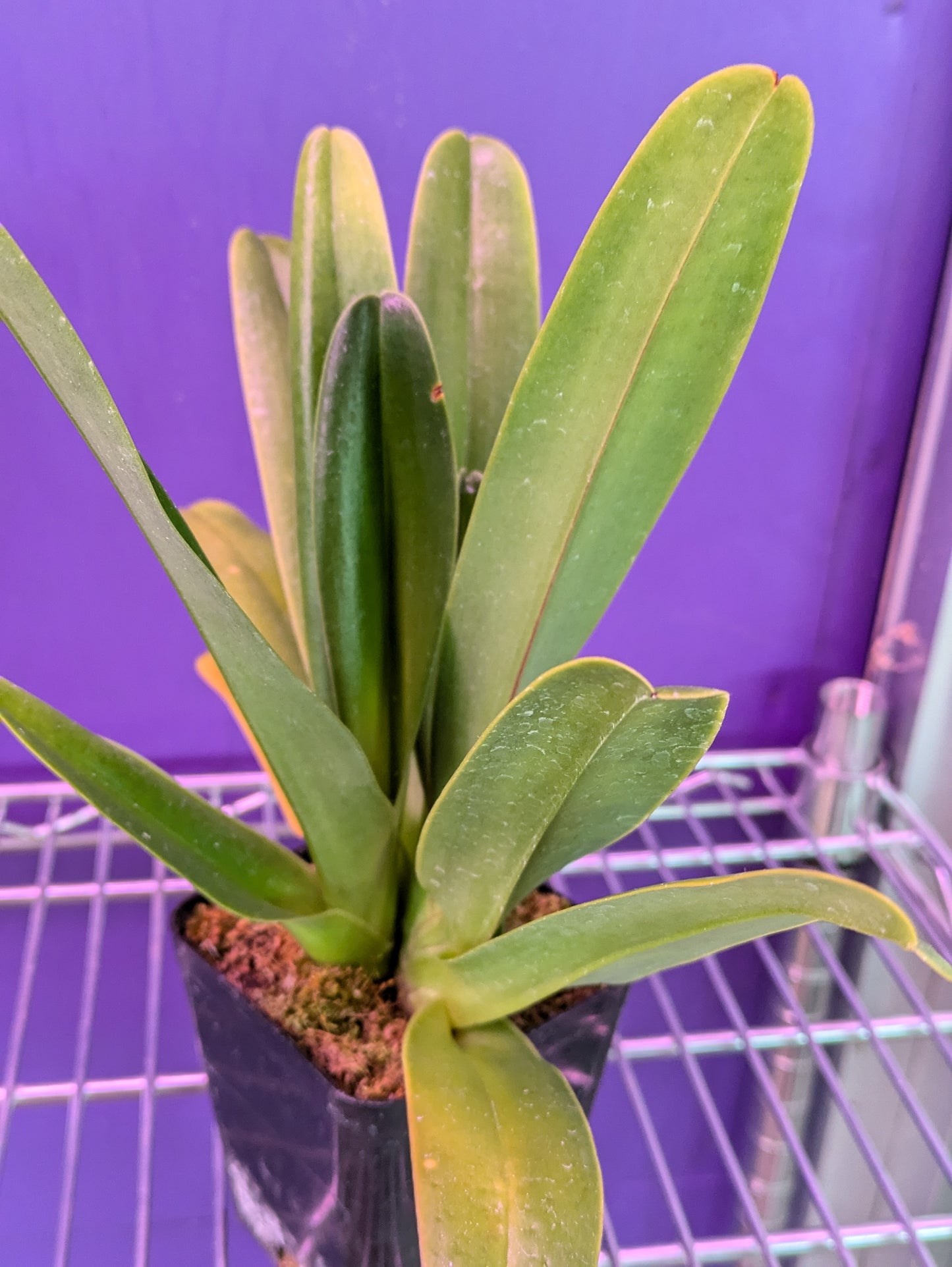 Paphiopedilum Phillipinense ('Tokyo Dark' x 'Taiwan Twister')