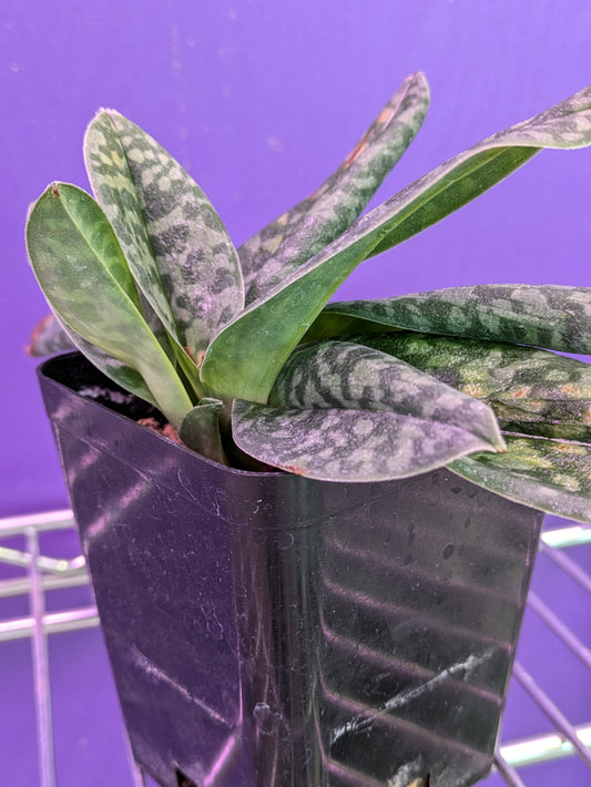 Paphiopedilum Wardii Album x Self
