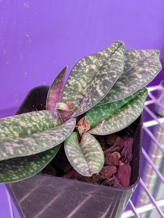 Paphiopedilum Vietnamense