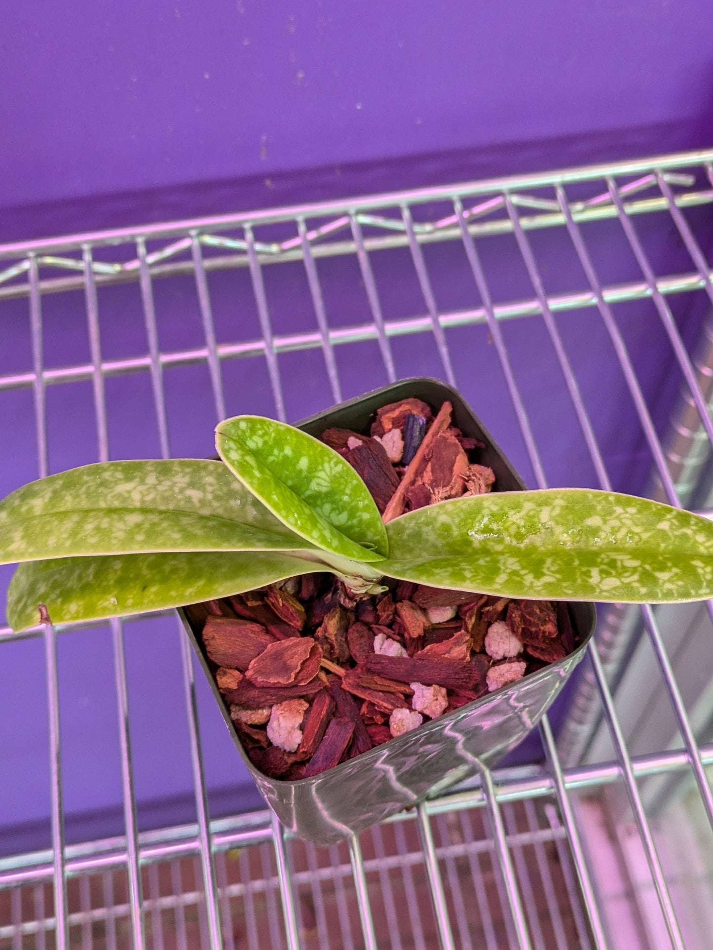 Paphiopedilum Concolor
