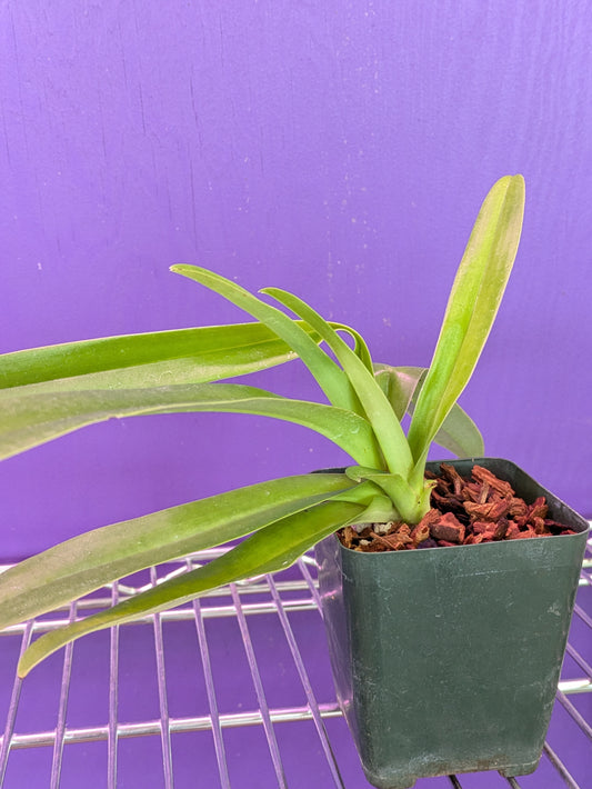 Paphiopedilum Hirustissimum