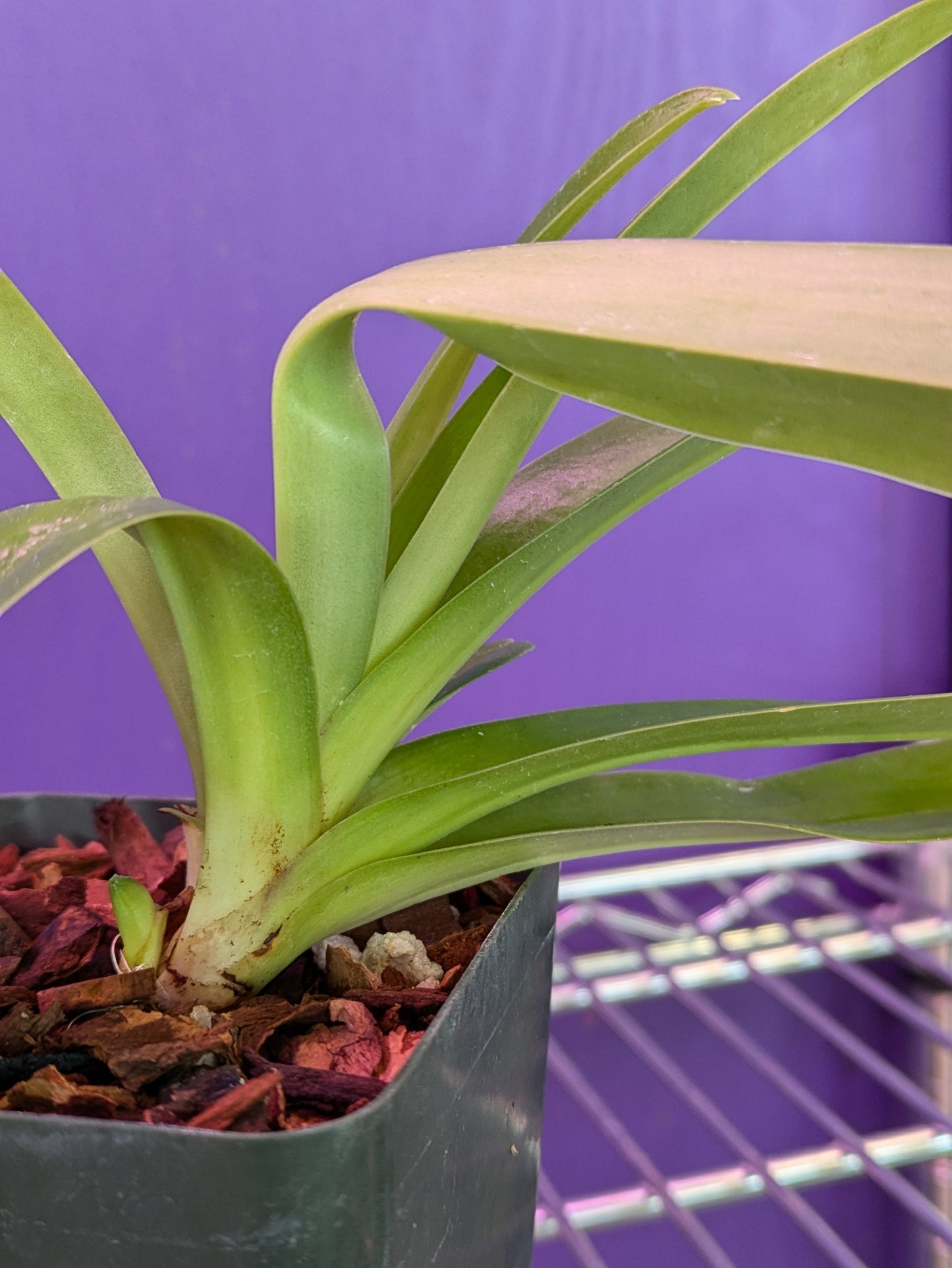 Paphiopedilum Hirustissimum