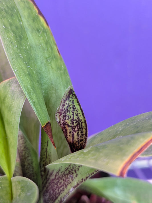 Paphiopedilum Night Song (Macabre 'Night Music' x King Charles 'Portland')