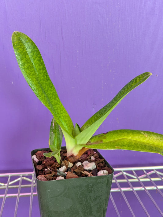 Paphiopedilum Dollgodli