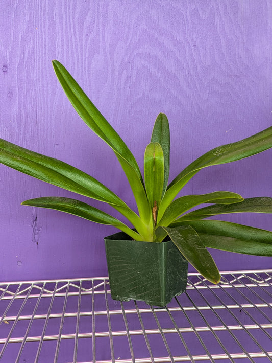 Paphiopedilum Hynaldianum x Sib