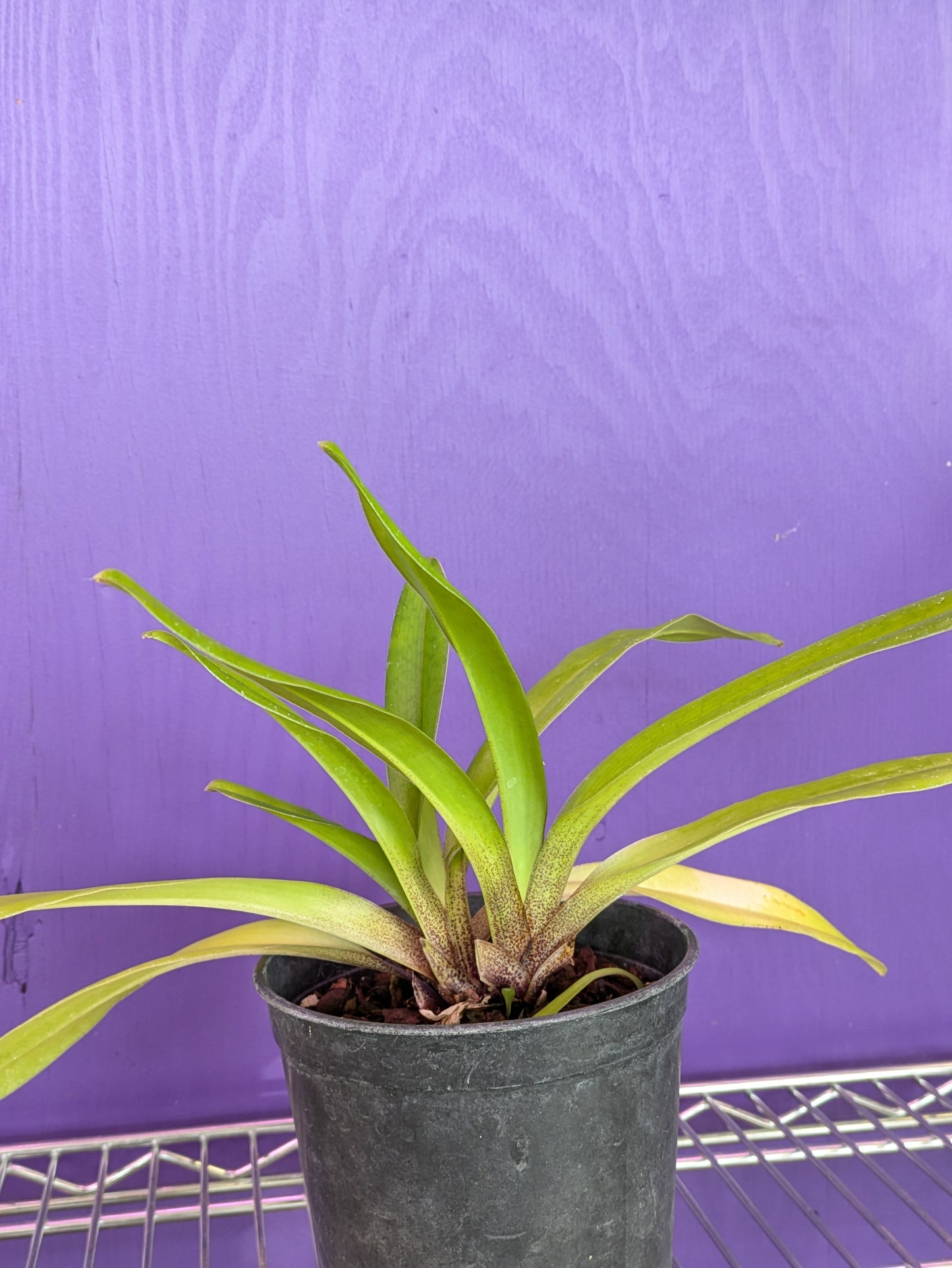 Paphiopedilum Villosum