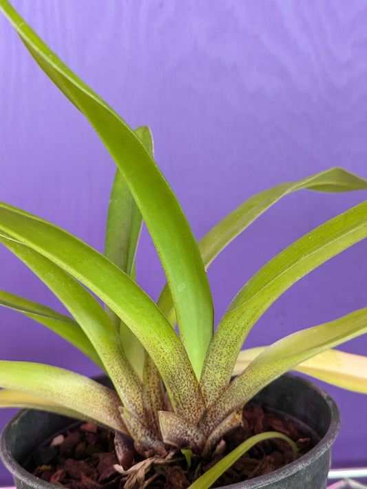 Paphiopedilum Villosum