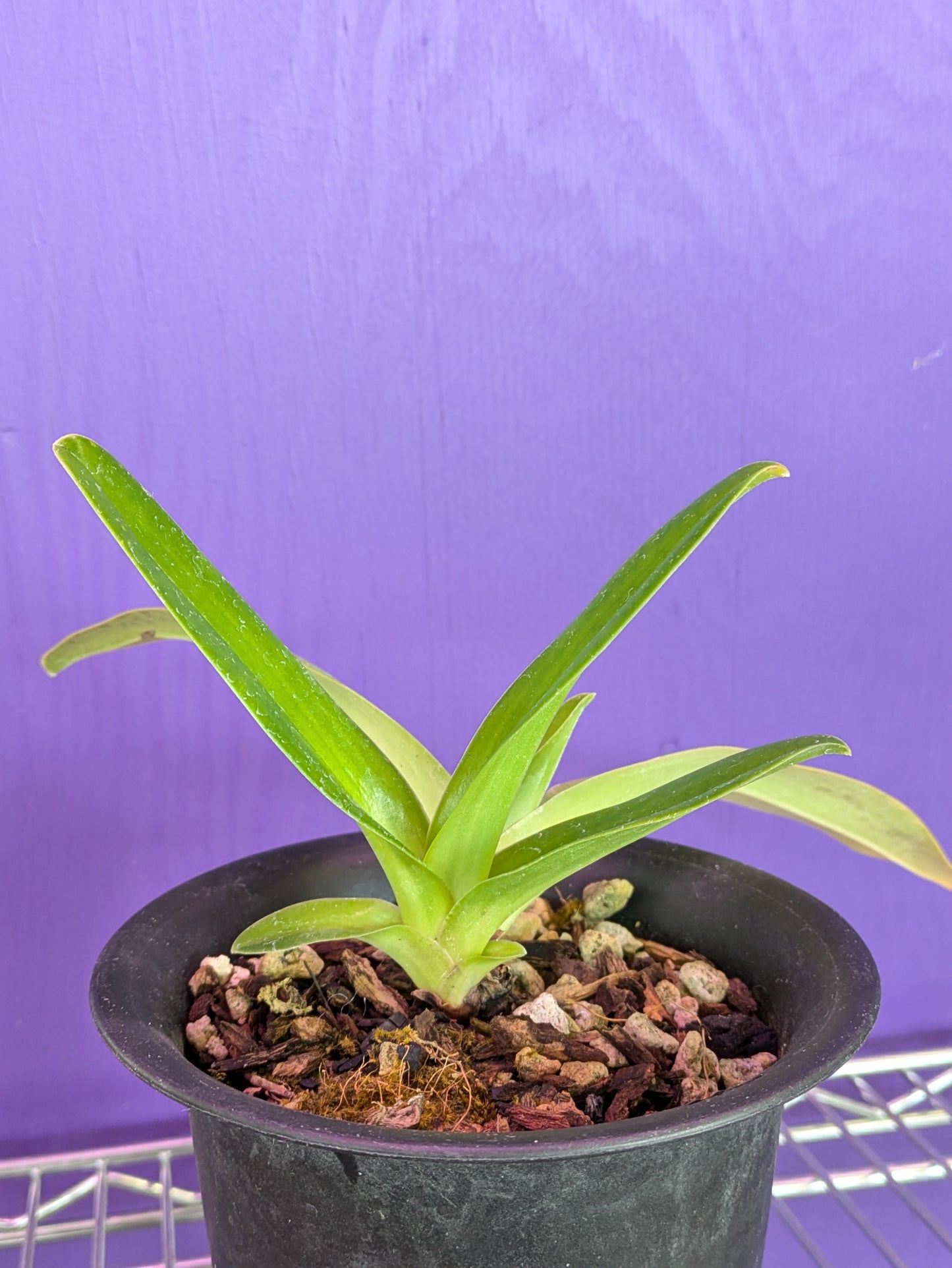 Paphiopedilum St. Swithin