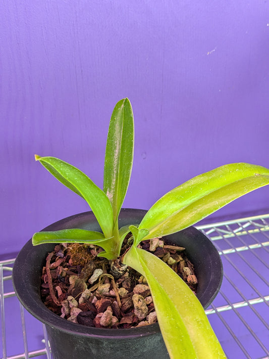 Paphiopedilum St. Swithin