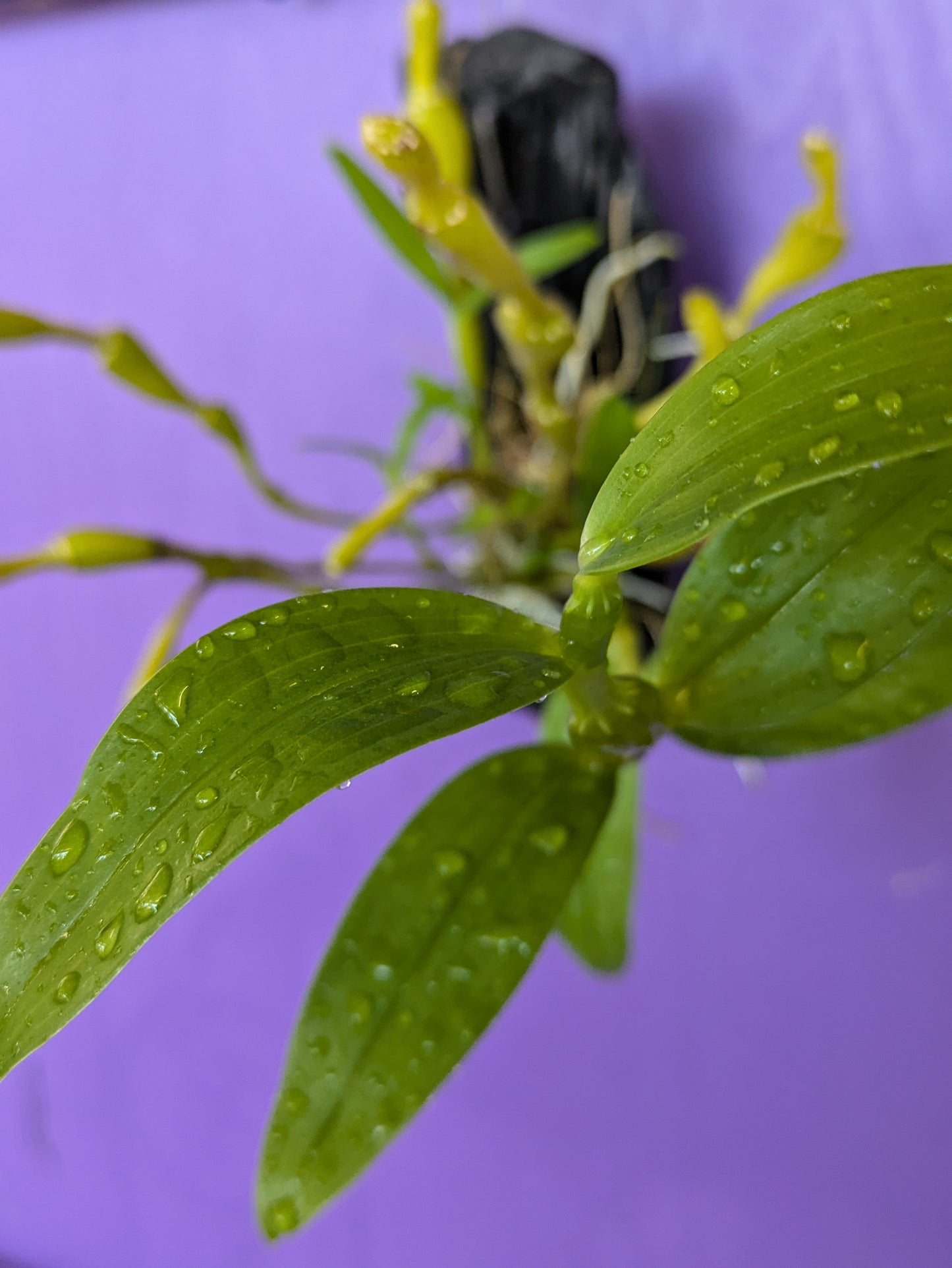 Dendrobium Findlaynum