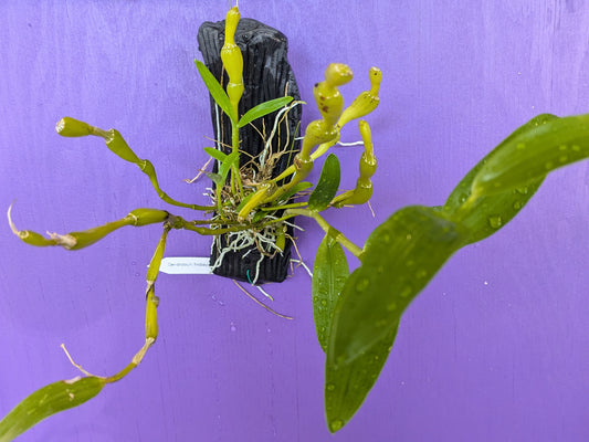 Dendrobium Findlaynum
