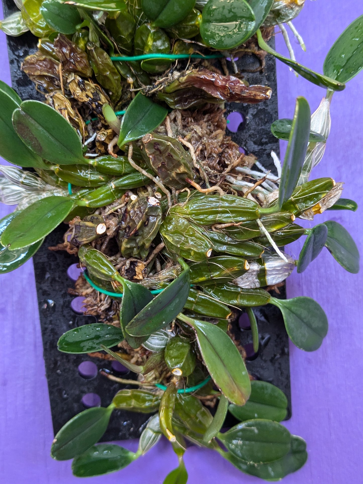 Dendrobium Jenkensii