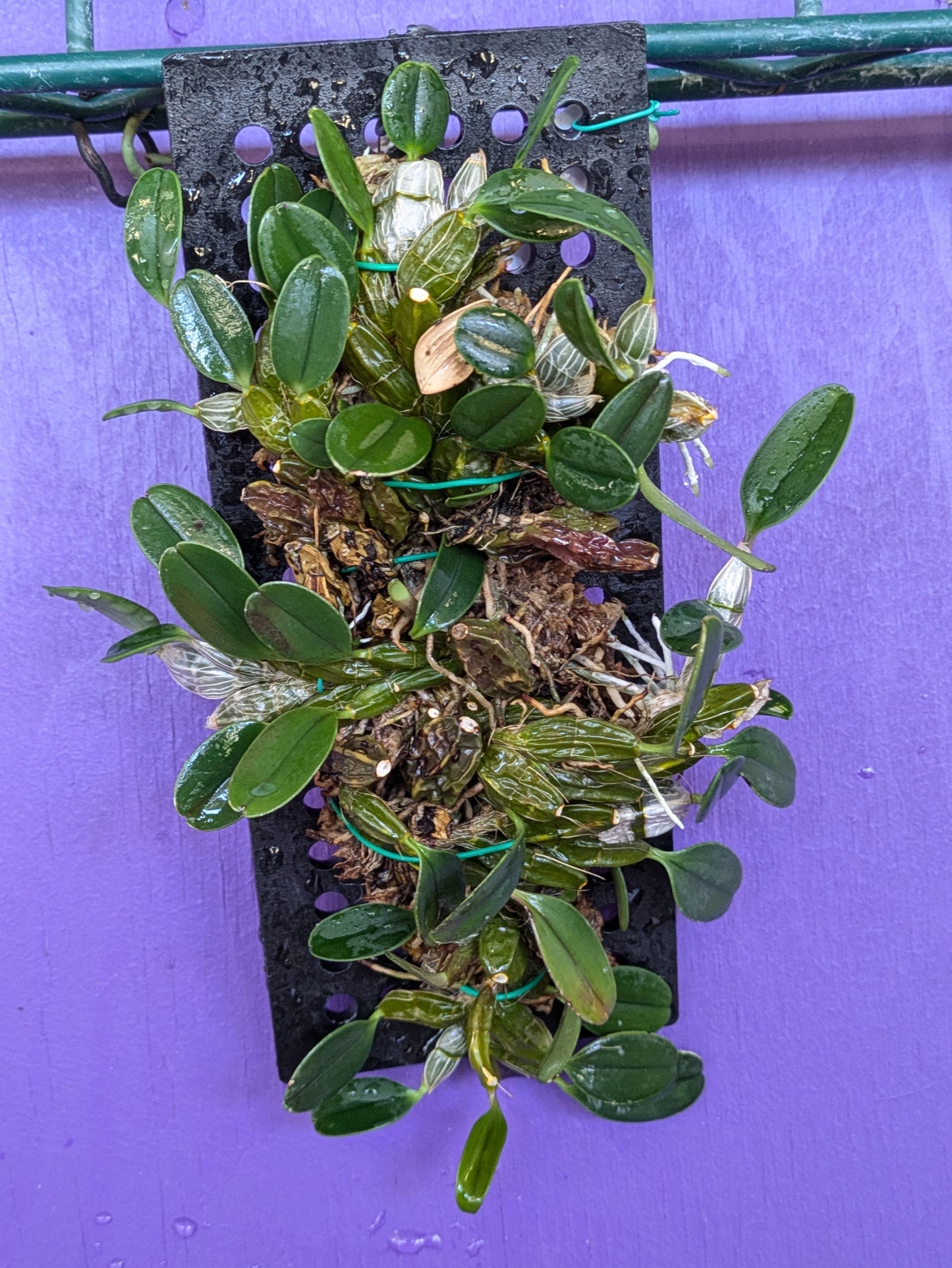 Dendrobium Jenkensii