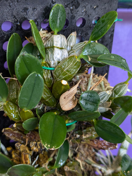 Dendrobium Jenkensii