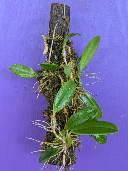 Bulbophyllum Fraudulentum