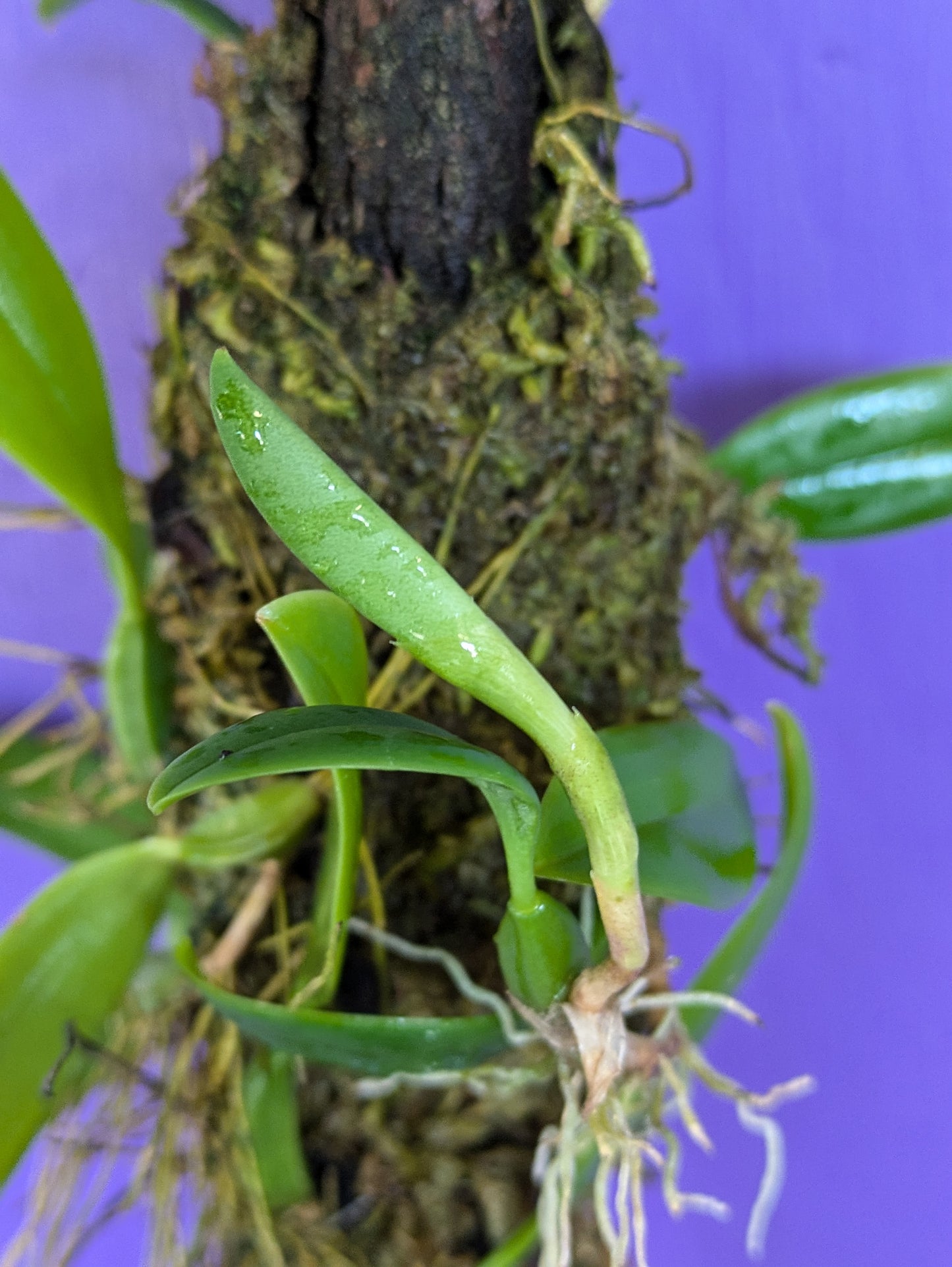 Bulbophyllum Fraudulentum