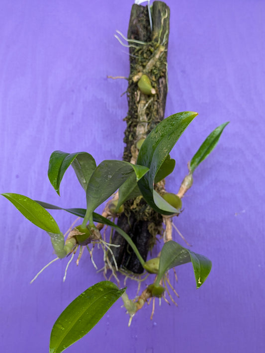 Bulbophyllum Species #3