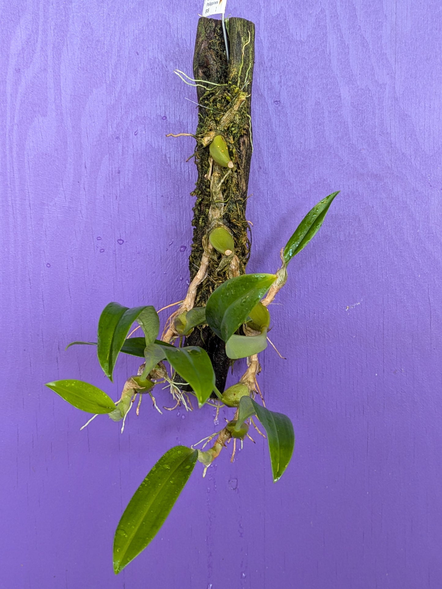 Bulbophyllum Species #3