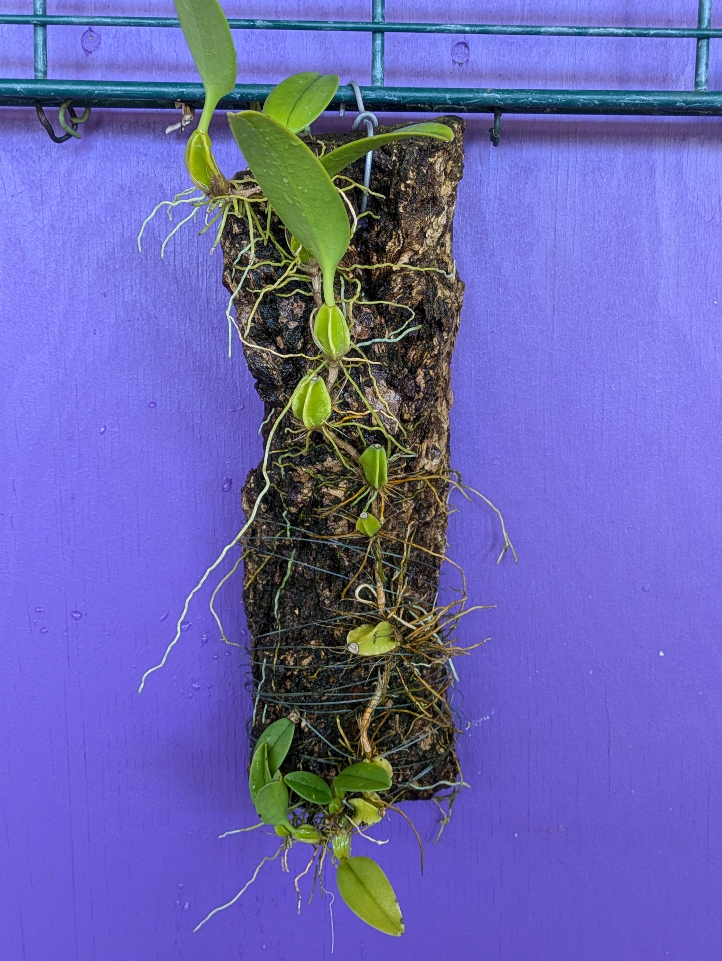 Bulbophyllum Amplifolium