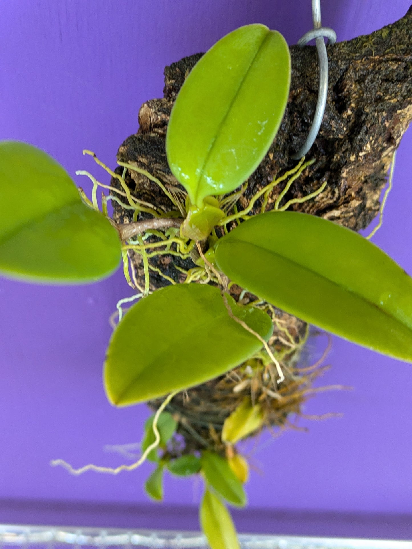 Bulbophyllum Amplifolium