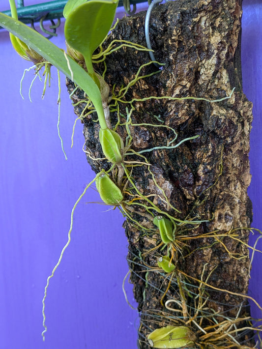 Bulbophyllum Amplifolium