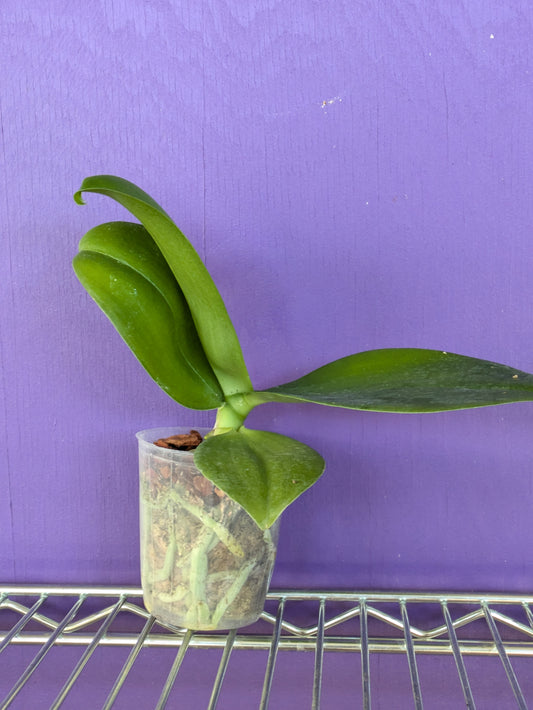Phalaenopsis Meidaland Cherry Queen "Wilson"