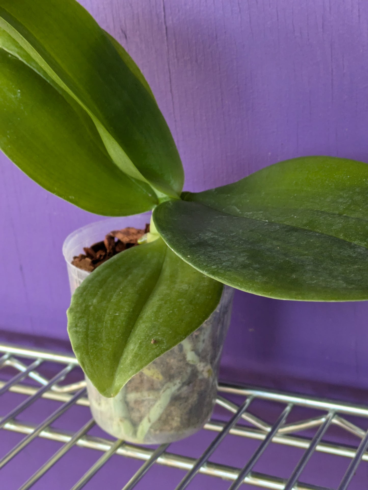 Phalaenopsis Meidaland Cherry Queen "Wilson"