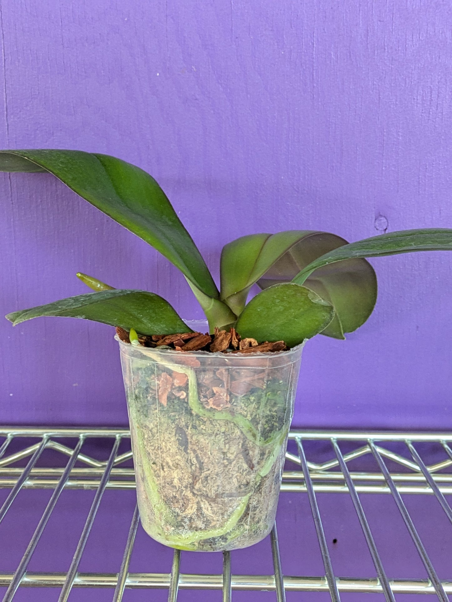 Phalaenopsis Mituo Sunrise "Mituo #3