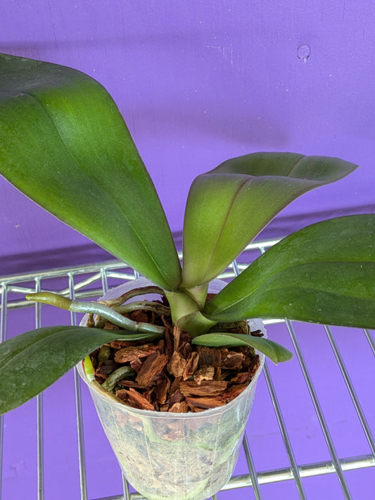 Phalaenopsis Mituo Sunrise "Mituo #3