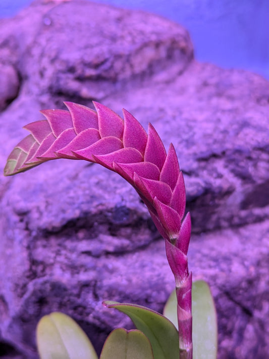 Bulbophyllum Occultum