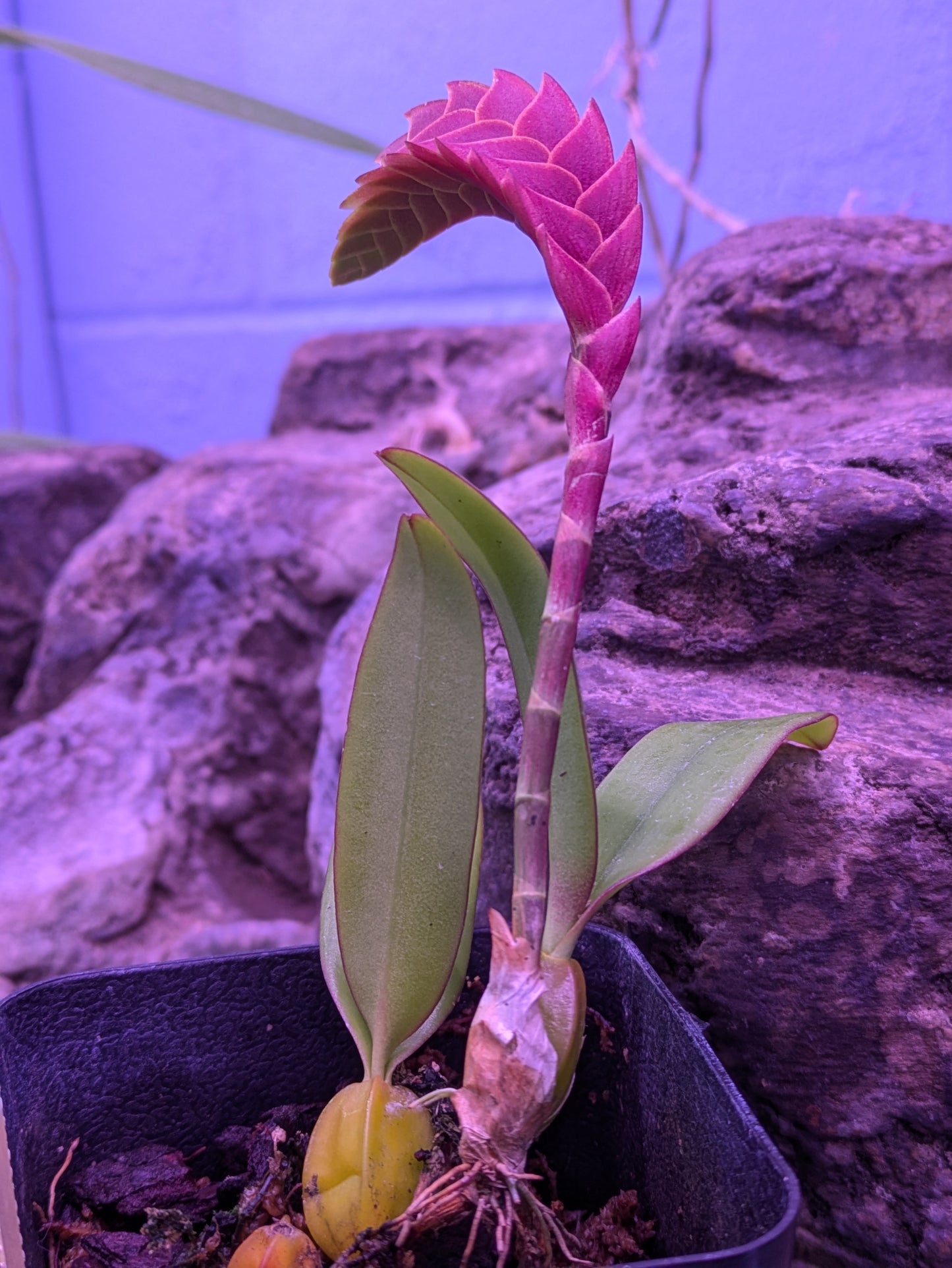Bulbophyllum Occultum