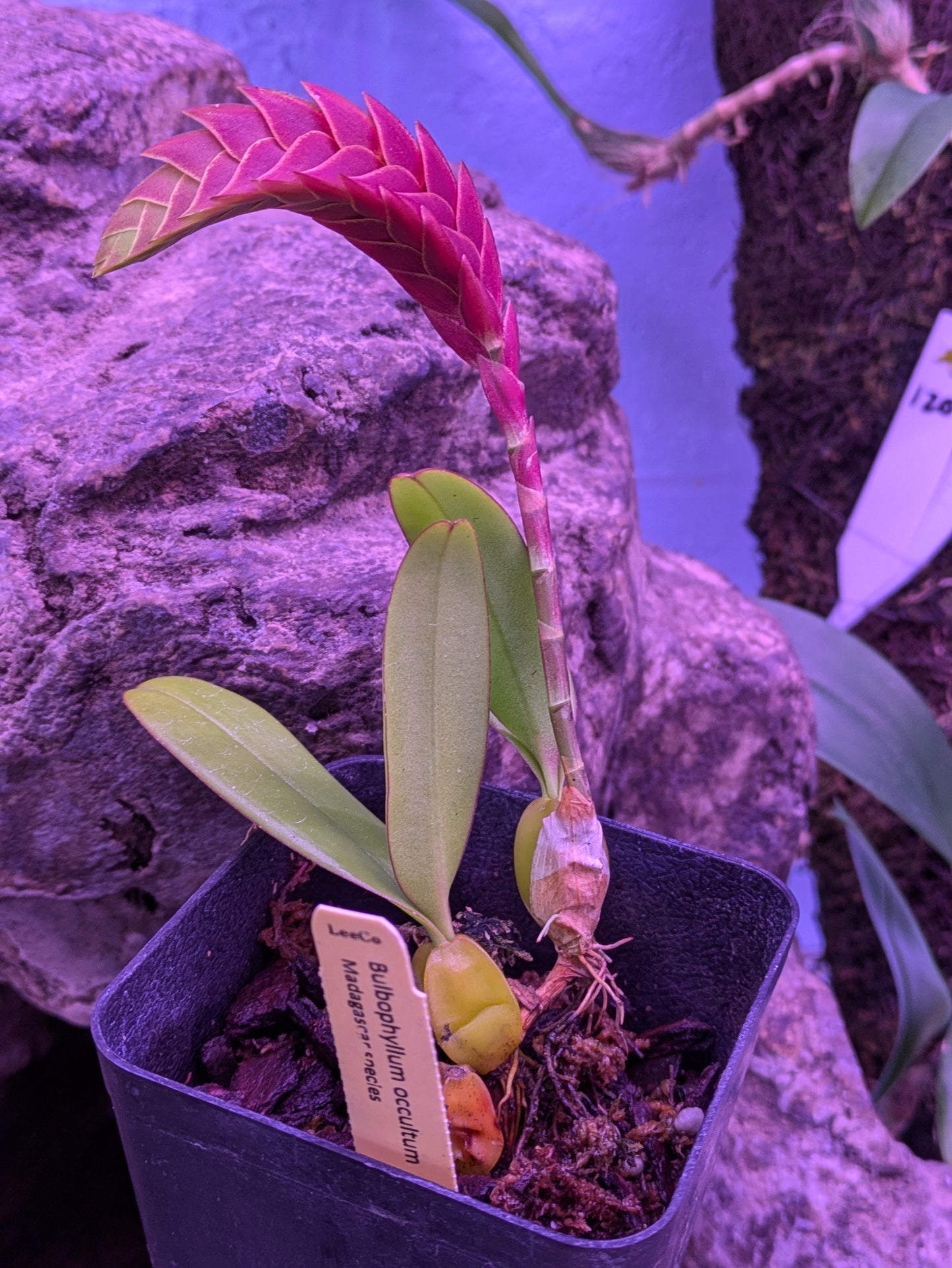 Bulbophyllum Occultum