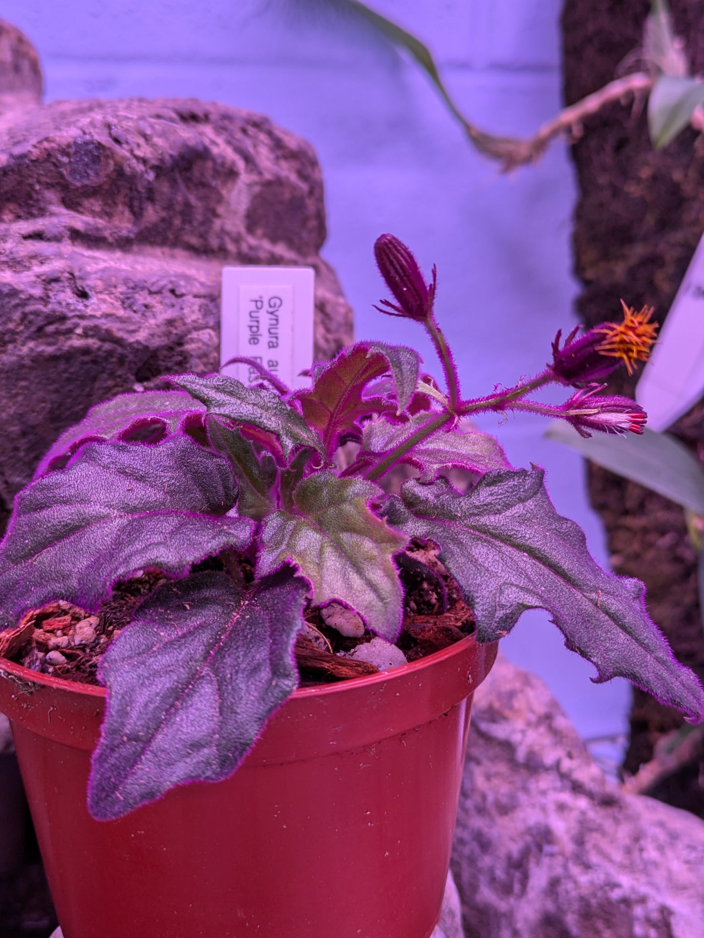 Gynura Aurantiaca 'Purple Passion Plant'