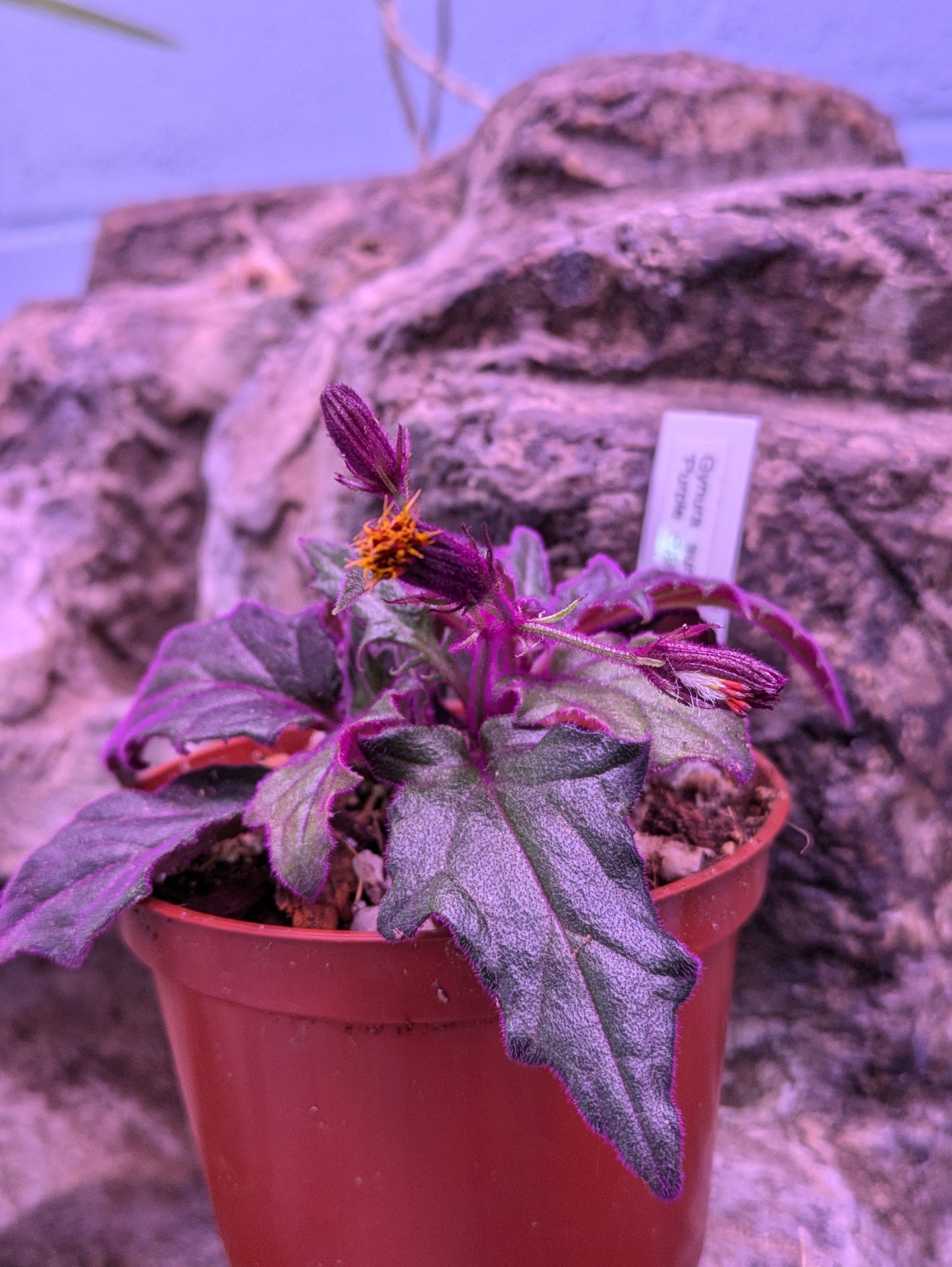 Gynura Aurantiaca 'Purple Passion Plant'