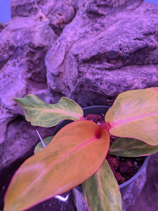 Philodendron 'Orange Marmalade'