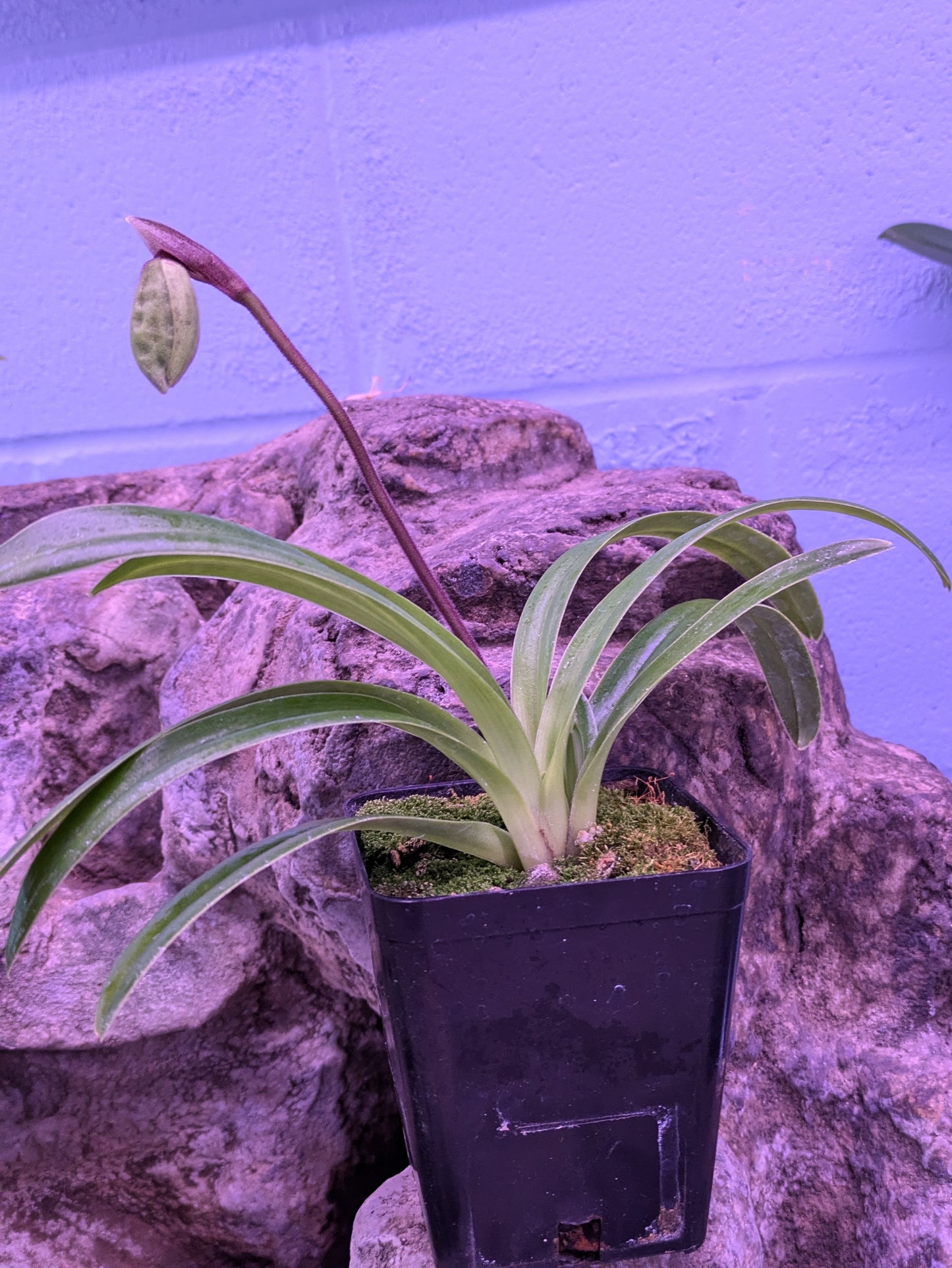 Paphiopedilum Henryanum 'Gigantic' x Self