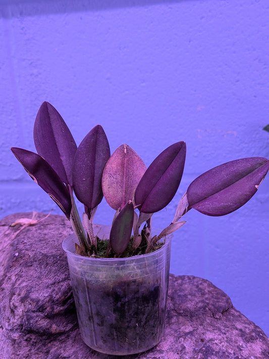 Restrepia Elegans Pink
