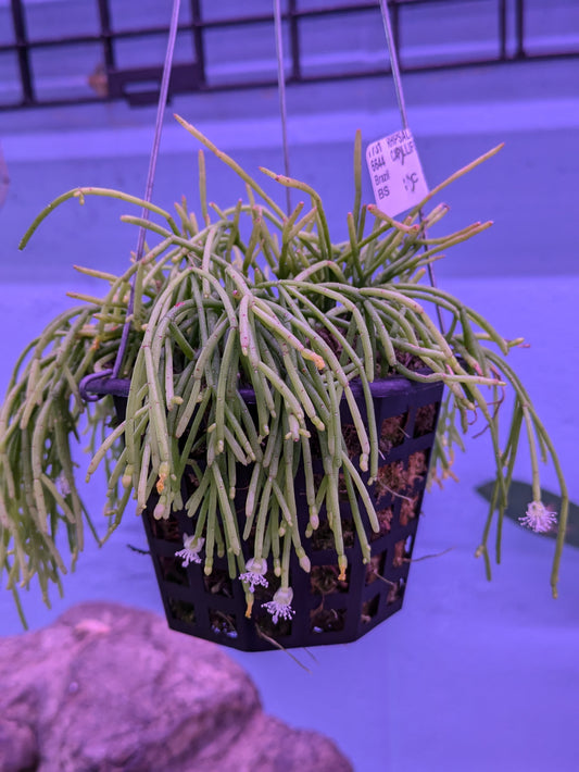 Rhipsalis Capilliformis 'Old Man's Beard'