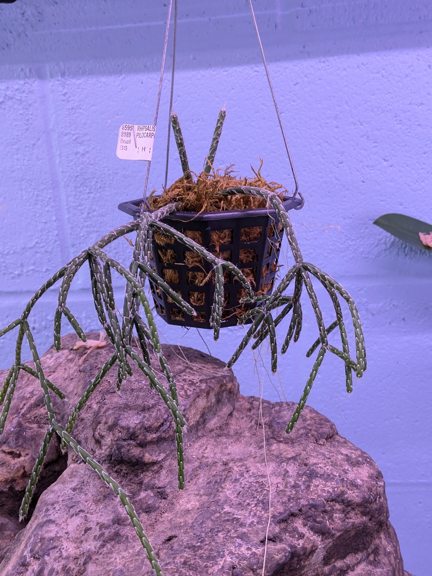 Rhipsalis Pilocarpa