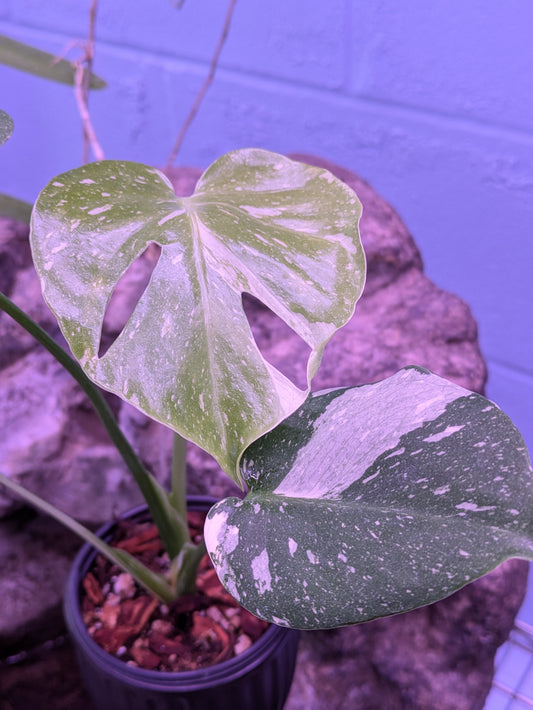 Monstera Thai Constellation