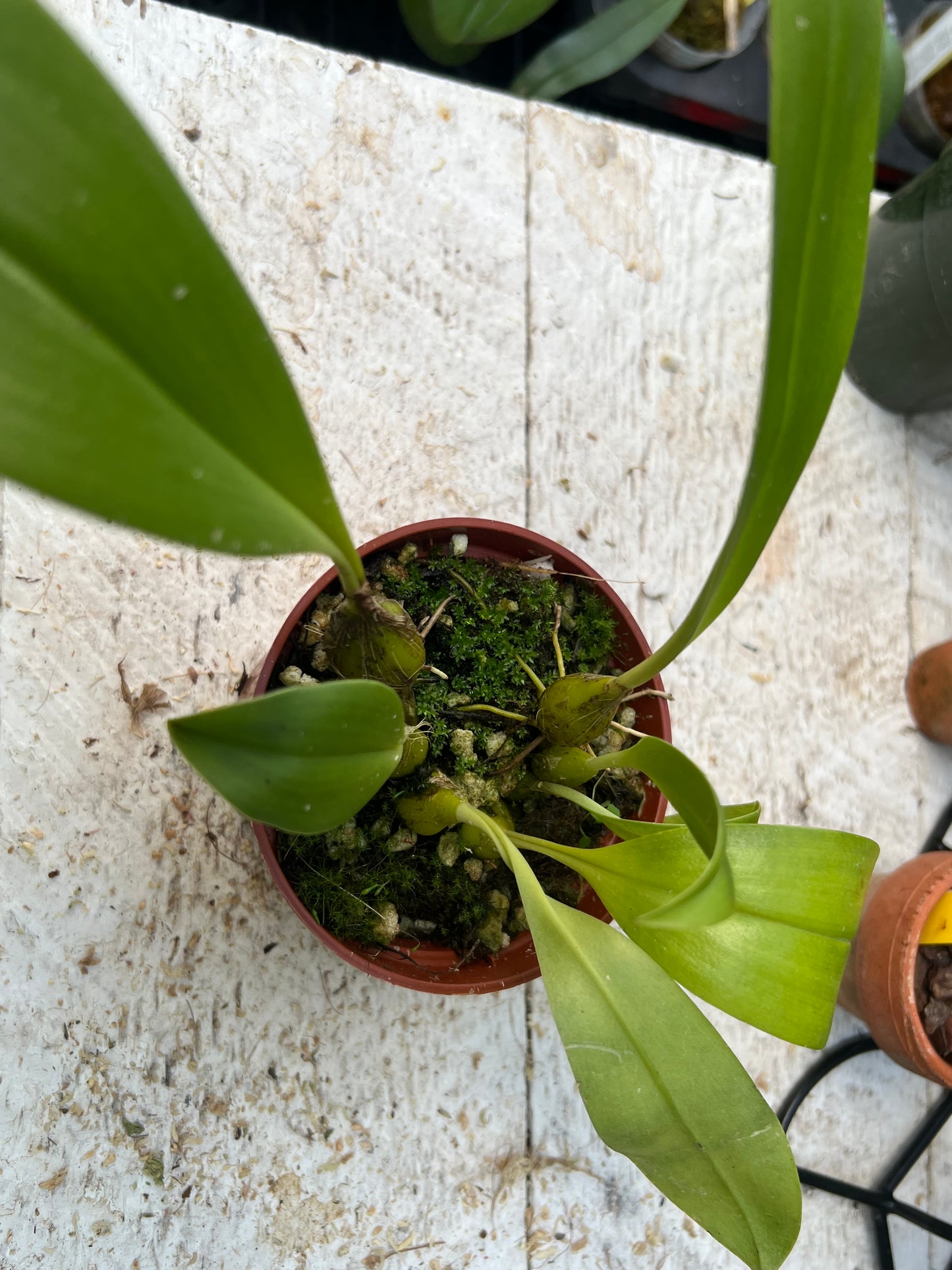 Bulbophyllum lobbii