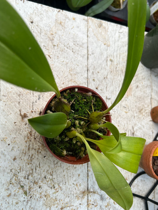 Bulbophyllum lobbii