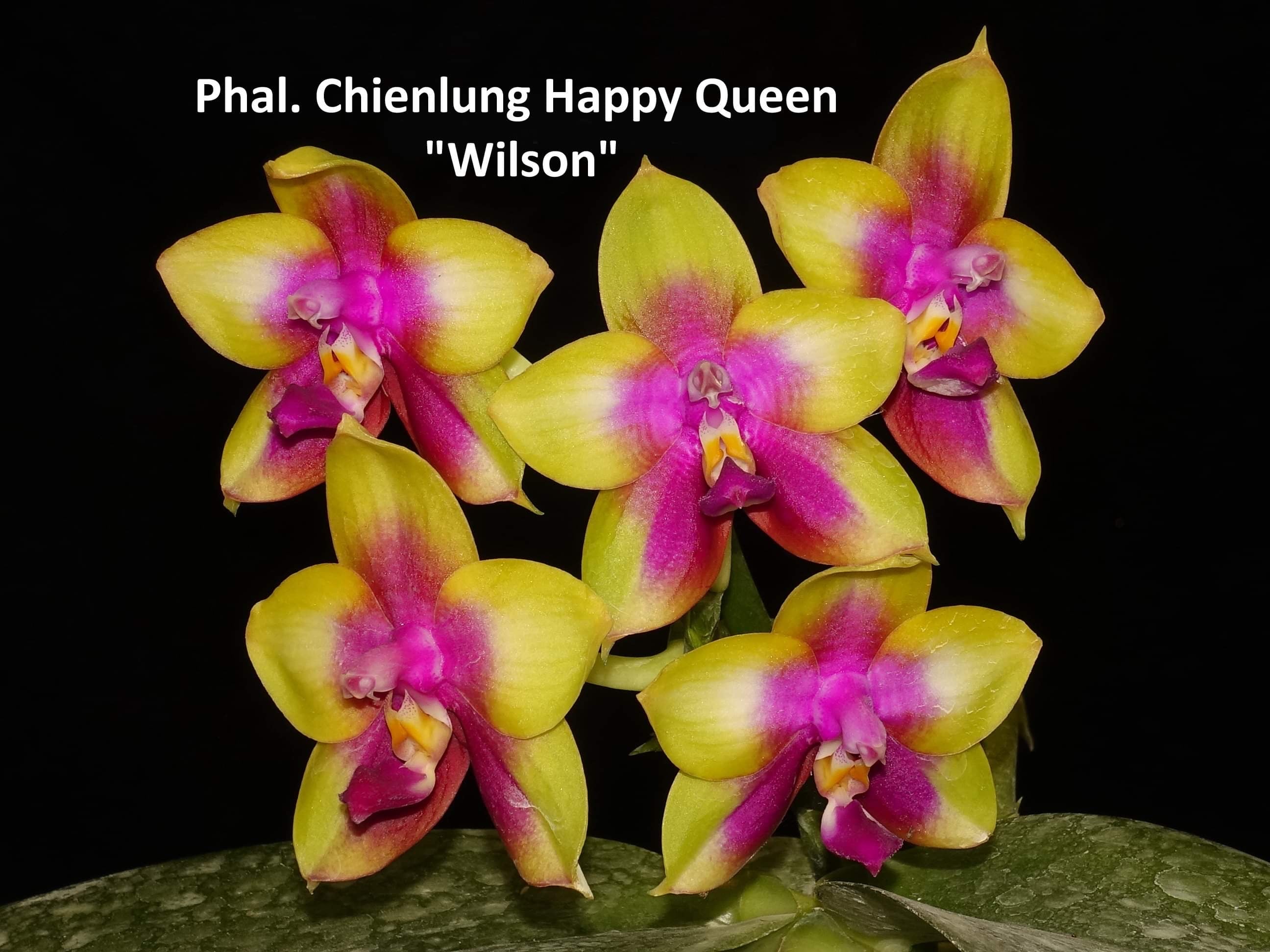 Phalaenopsis – Emerald City Orchids