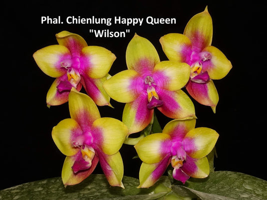 Phalaenopsis Chienlung Happy Queen “Wilson”