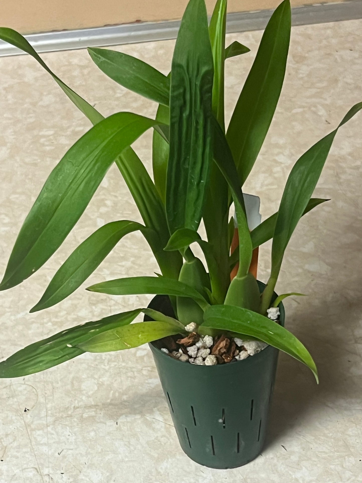 Oncidium Sharry Baby 'Red Fantasy'