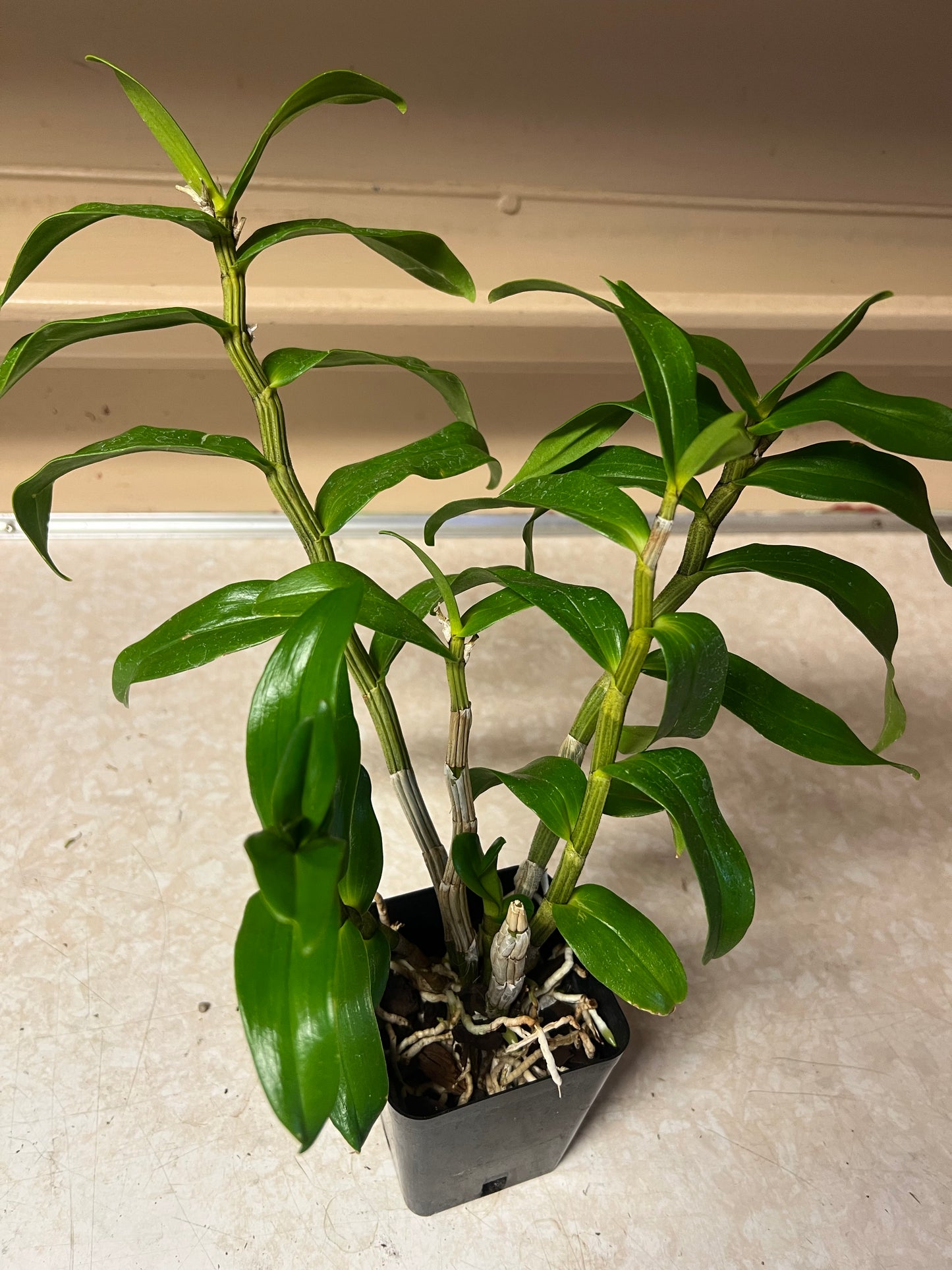 Dendrobium Hsinying Frostymaree