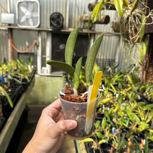 Laelia jongheana alba