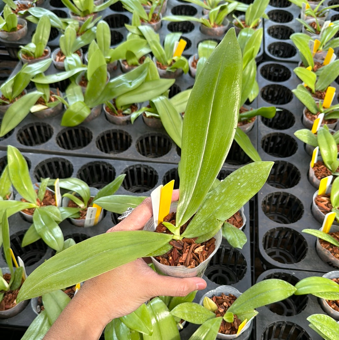 Phalaenopsis tetraspis coerulea
