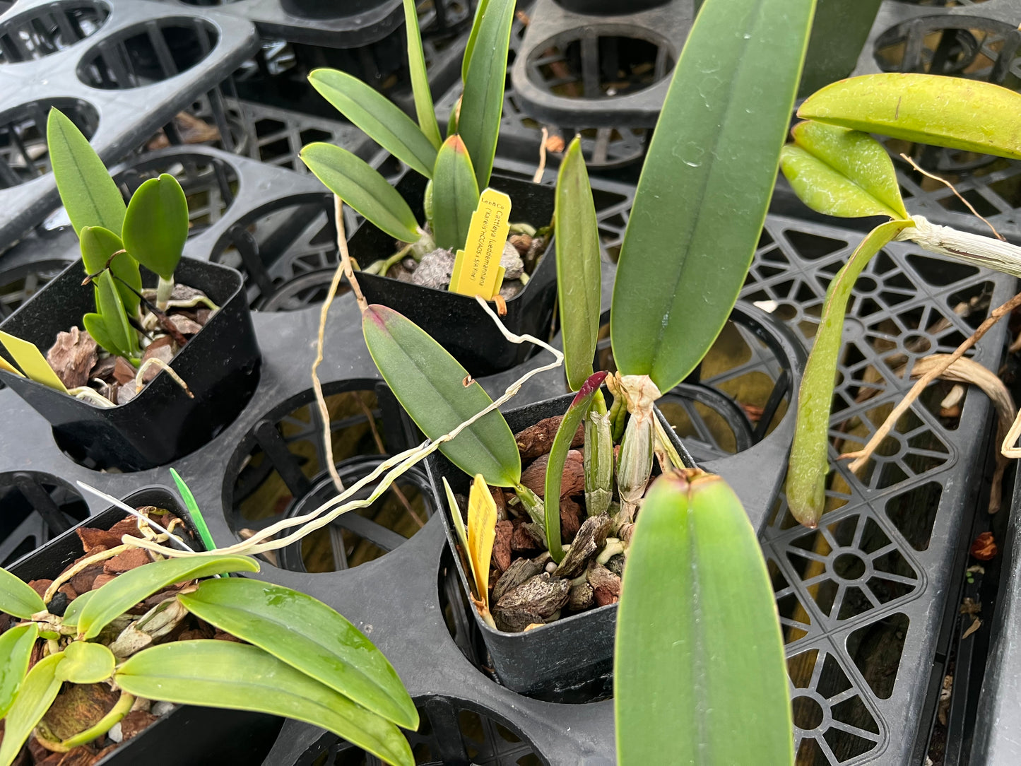 Cattleya lueddemanniana